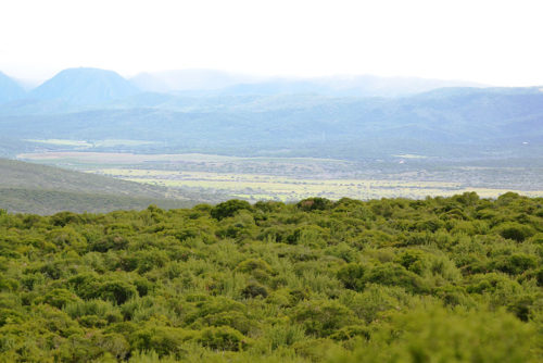 Addo Olifant Nasionale Park