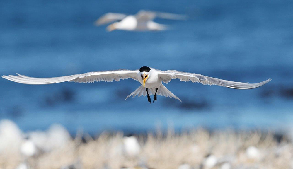 Greater-crested(sift)-Tern_Photo-credit_Peter-Ryan_