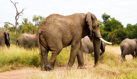 -ndjie-groot-hart-olifante