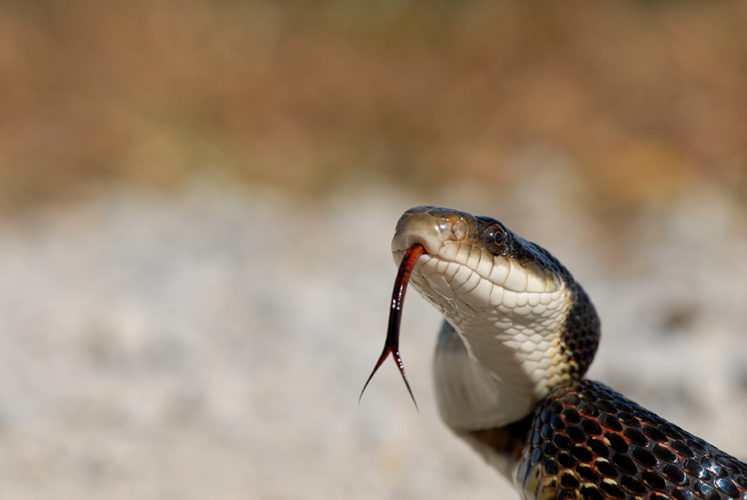 Wat jy moet weet oor slange en slangbyte