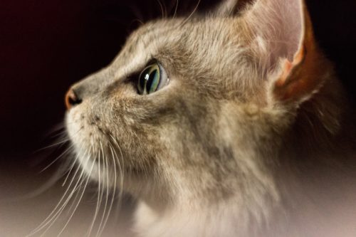 Fassinerende feite oor katte