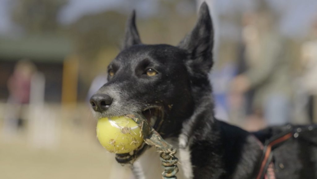 ‘Op Skou’: Nege goed wat jy moet weet van mense en hul honde-passie    