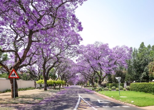 Saam met die jakarandas en langer oggende is die werklikheid dat dit die vierde kwartaal is. Foto: Magda Ehlers, Pexels