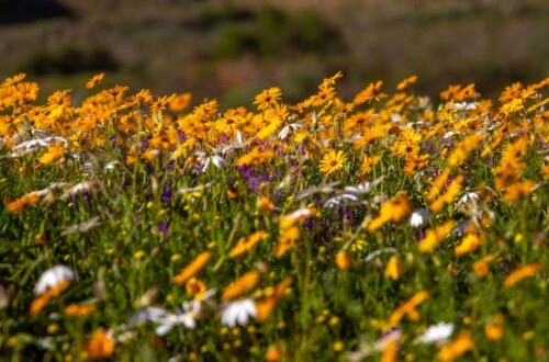 September kan dien as ’n nuttige sielkundige keerpunt – 'n geleentheid om 'n streep te trek onder dit wat nie gewerk het nie en bewustelik te besluit wat volgende moet gebeur. Foto: Magda Ehlers, Pexels